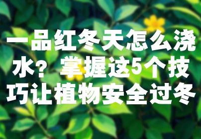一品红冬天怎么浇水？掌握这5个技巧让植物安全过冬