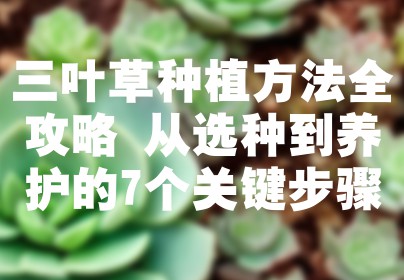 三叶草种植方法全攻略 从选种到养护的7个关键步骤