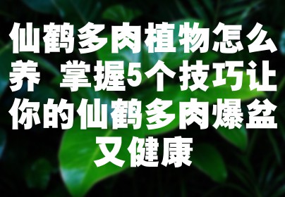 仙鹤多肉植物怎么养 掌握5个技巧让你的仙鹤多肉爆盆又健康