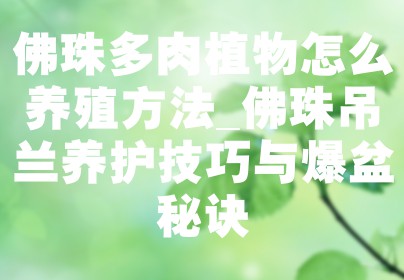 佛珠多肉植物怎么养殖方法_佛珠吊兰养护技巧与爆盆秘诀