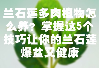 兰石莲多肉植物怎么养？掌握这5个技巧让你的兰石莲爆盆又健康