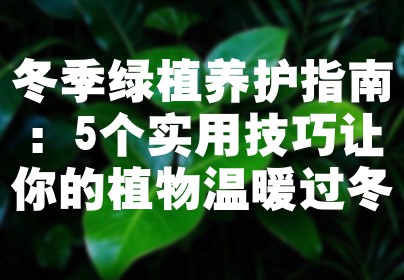 冬季绿植养护指南：5个实用技巧让你的植物温暖过冬