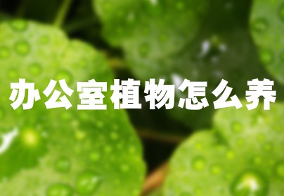 办公室植物怎么养