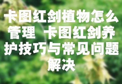 卡图红剑植物怎么管理 卡图红剑养护技巧与常见问题解决