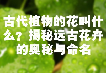 古代植物的花叫什么？揭秘远古花卉的奥秘与命名
