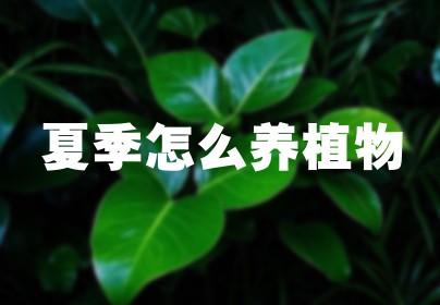 夏季怎么养植物
