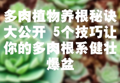多肉植物养根秘诀大公开 5个技巧让你的多肉根系健壮爆盆