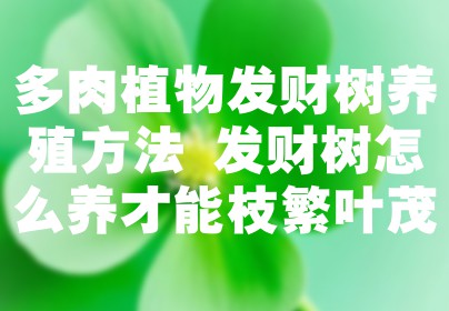 多肉植物发财树养殖方法 发财树怎么养才能枝繁叶茂
