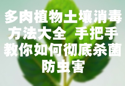 多肉植物土壤消毒方法大全 手把手教你如何彻底杀菌防虫害