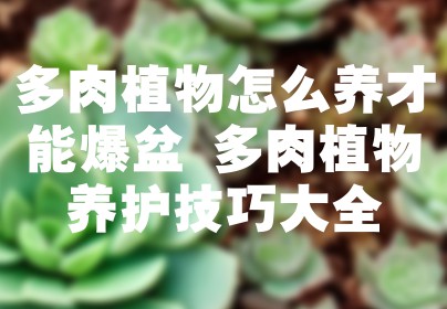 多肉植物怎么养才能爆盆 多肉植物养护技巧大全