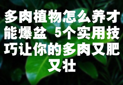 多肉植物怎么养才能爆盆 5个实用技巧让你的多肉又肥又壮