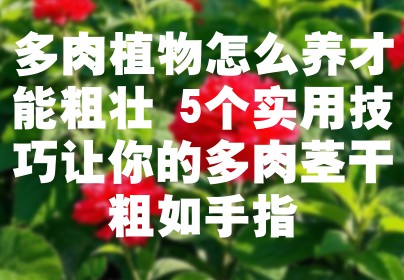 多肉植物怎么养才能粗壮 5个实用技巧让你的多肉茎干粗如手指