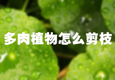 多肉植物怎么剪枝