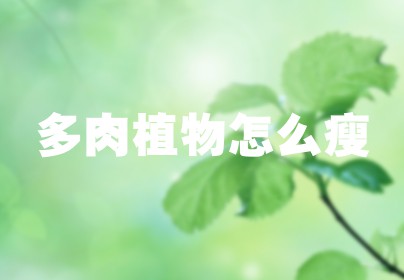多肉植物怎么瘦