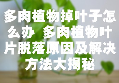 多肉植物掉叶子怎么办 多肉植物叶片脱落原因及解决方法大揭秘