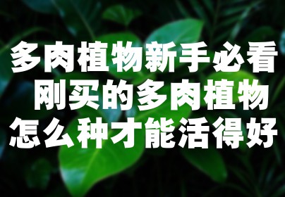 多肉植物新手必看 刚买的多肉植物怎么种才能活得好