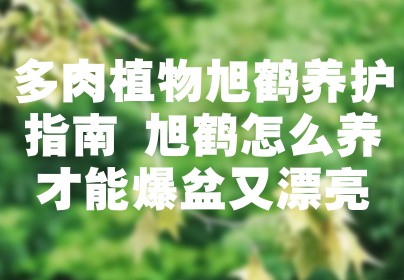 多肉植物旭鹤养护指南 旭鹤怎么养才能爆盆又漂亮