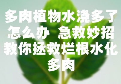 多肉植物水浇多了怎么办 急救妙招教你拯救烂根水化多肉