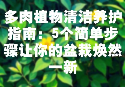 多肉植物清洁养护指南：5个简单步骤让你的盆栽焕然一新