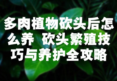 多肉植物砍头后怎么养 砍头繁殖技巧与养护全攻略