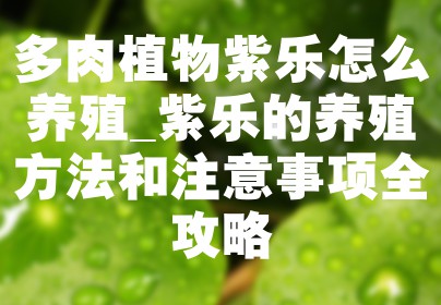 多肉植物紫乐怎么养殖_紫乐的养殖方法和注意事项全攻略