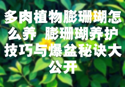 多肉植物膨珊瑚怎么养 膨珊瑚养护技巧与爆盆秘诀大公开