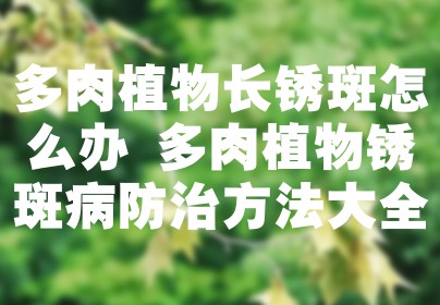 多肉植物长锈斑怎么办 多肉植物锈斑病防治方法大全