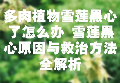多肉植物雪莲黑心了怎么办 雪莲黑心原因与救治方法全解析