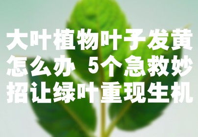 大叶植物叶子发黄怎么办 5个急救妙招让绿叶重现生机