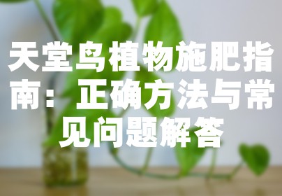 天堂鸟植物施肥指南：正确方法与常见问题解答