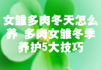 女雏多肉冬天怎么养 多肉女雏冬季养护5大技巧