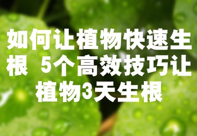 如何让植物快速生根 5个高效技巧让植物3天生根