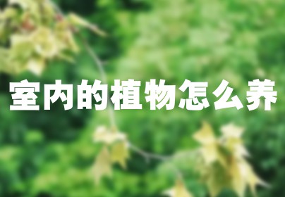 室内的植物怎么养