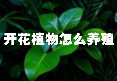 开花植物怎么养殖