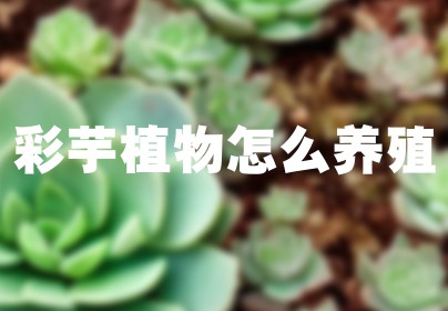 彩芋植物怎么养殖