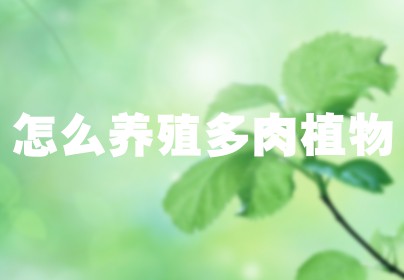 怎么养殖多肉植物