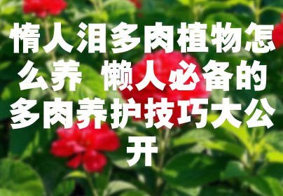 惰人泪多肉植物怎么养 懒人必备的多肉养护技巧大公开