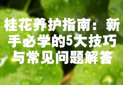 桂花养护指南：新手必学的5大技巧与常见问题解答