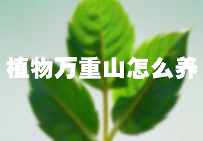植物万重山怎么养