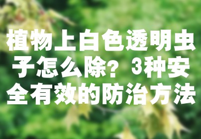 植物上白色透明虫子怎么除？3种安全有效的防治方法
