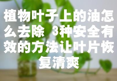 植物叶子上的油怎么去除 3种安全有效的方法让叶片恢复清爽