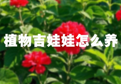 植物吉娃娃怎么养