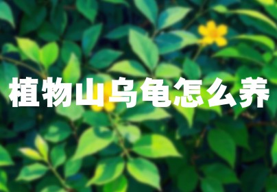 植物山乌龟怎么养