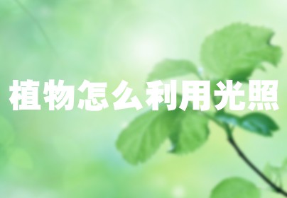 植物怎么利用光照