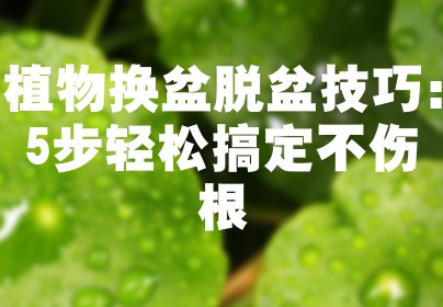 植物换盆脱盆技巧：5步轻松搞定不伤根