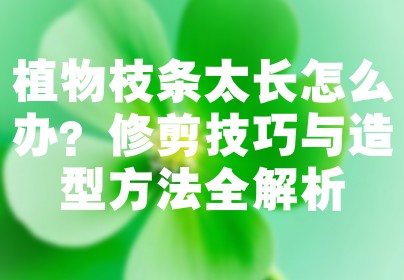 植物枝条太长怎么办？修剪技巧与造型方法全解析