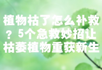 植物枯了怎么补救？5个急救妙招让枯萎植物重获新生