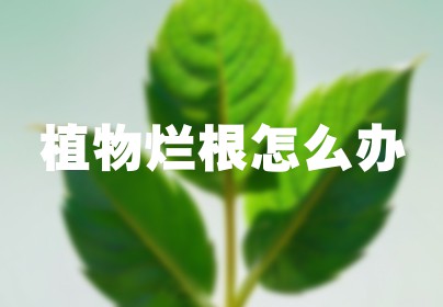 植物烂根怎么办
