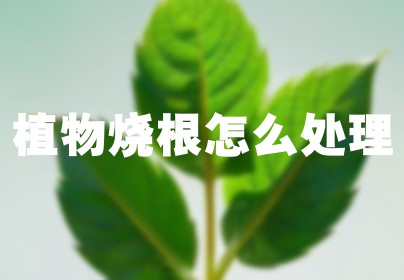 植物烧根怎么处理