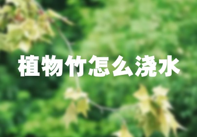 植物竹怎么浇水